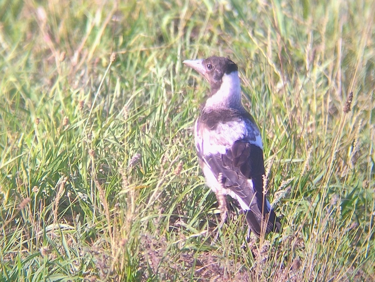 Australian Magpie - ML646140869