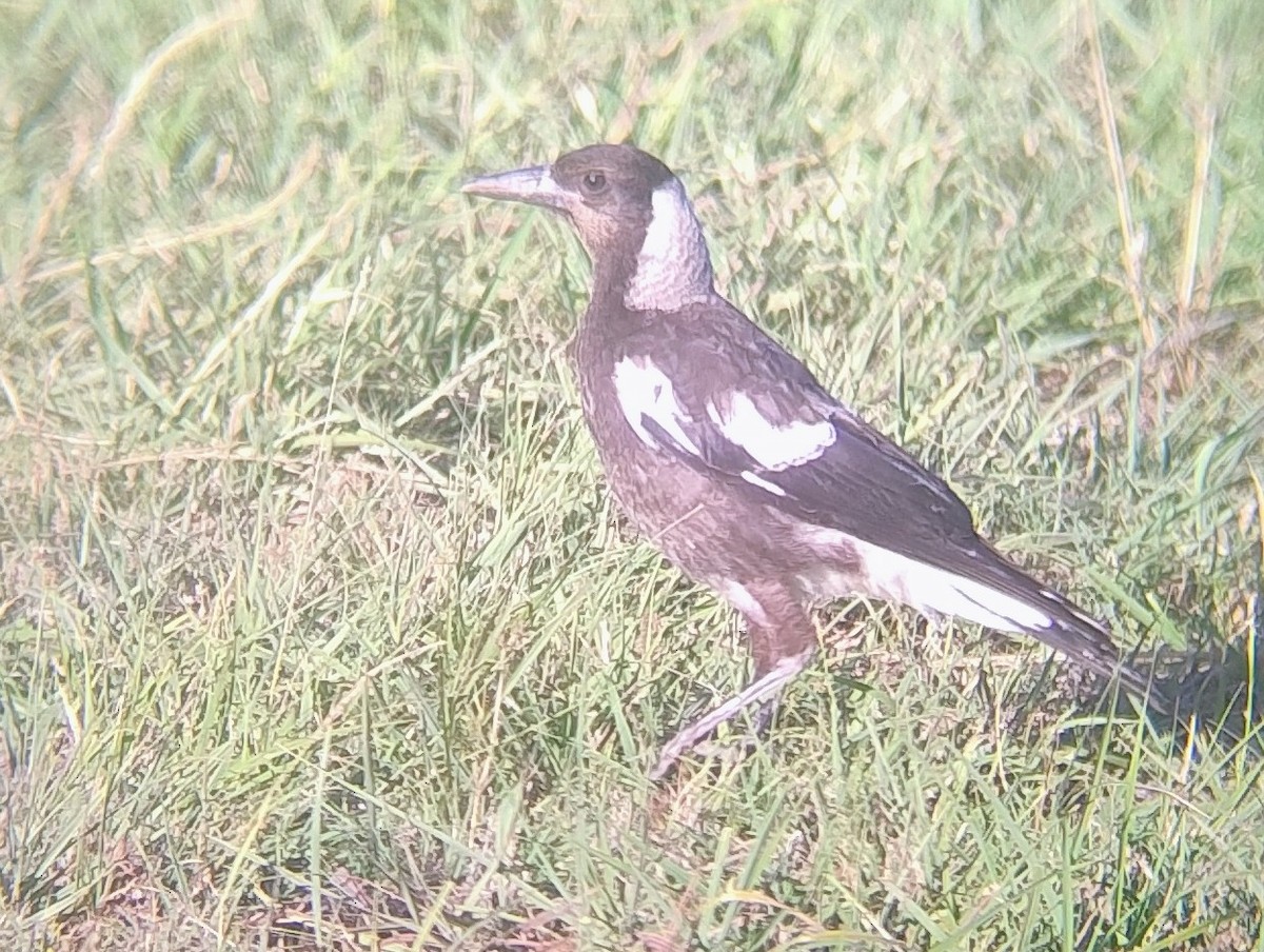 Australian Magpie - ML646140870