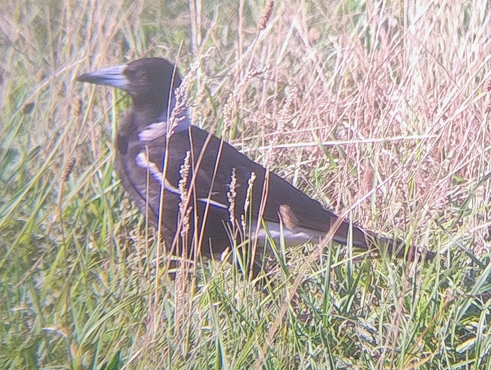 Australian Magpie - ML646140871