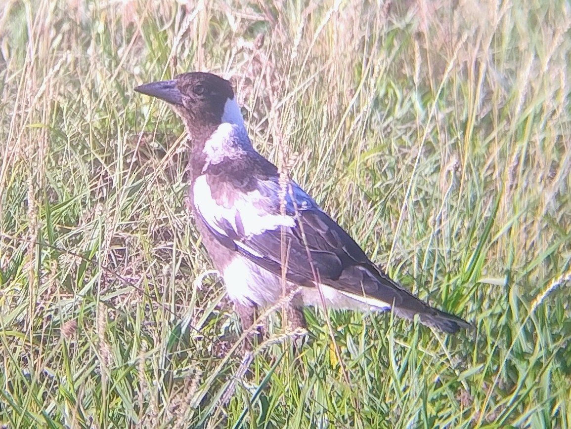 Australian Magpie - ML646140872