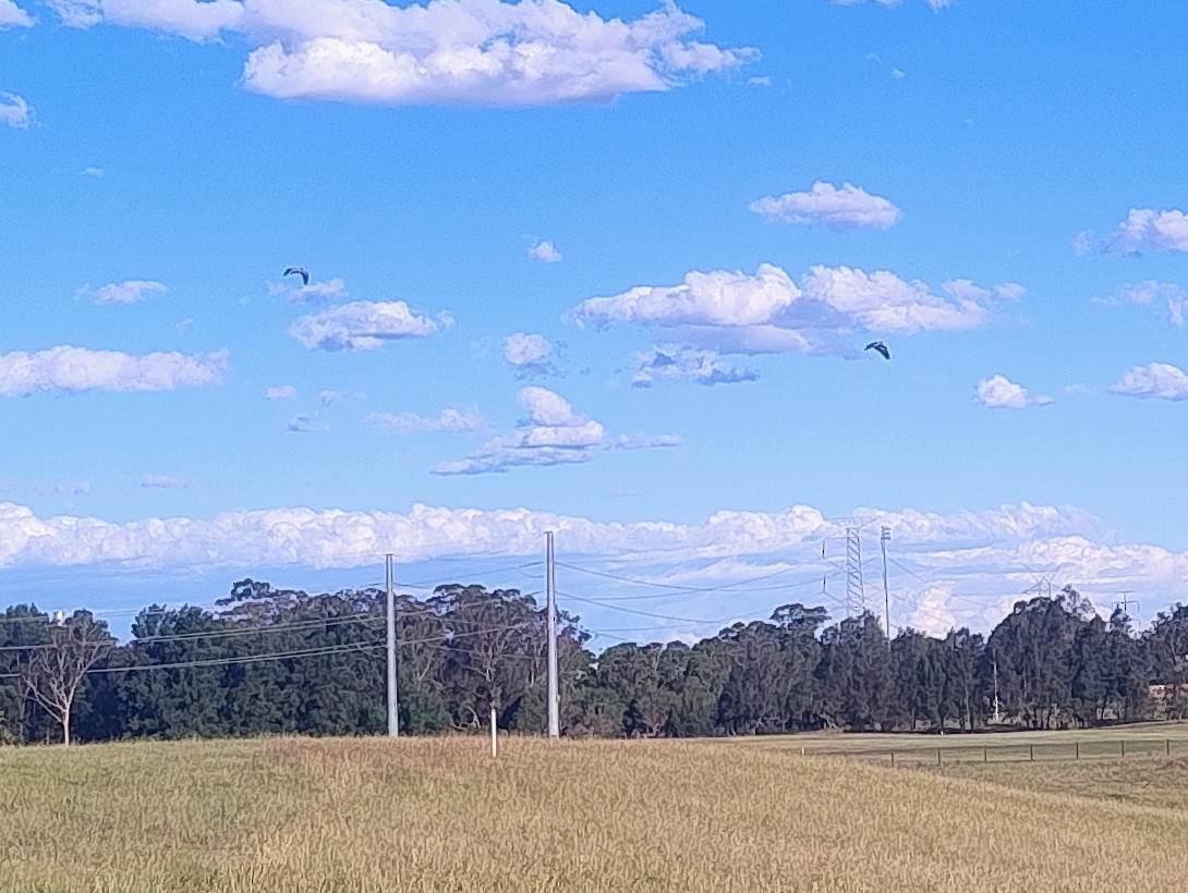 White-faced Heron - ML646140888