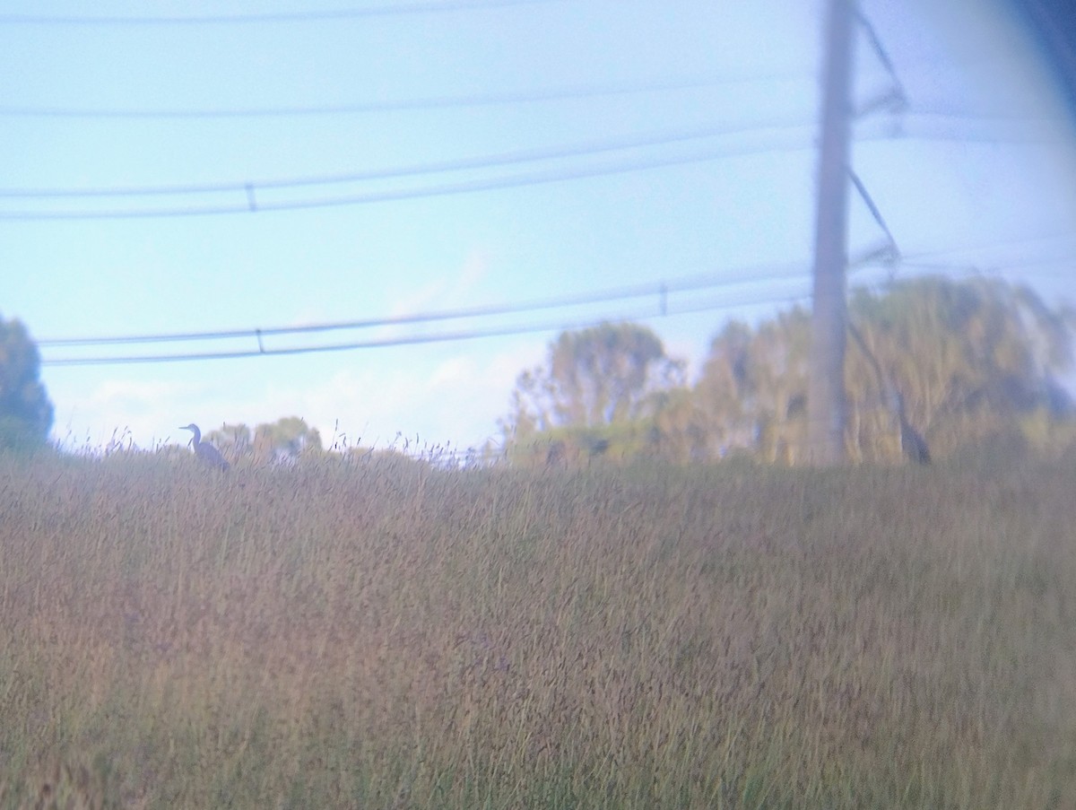 White-faced Heron - ML646140889