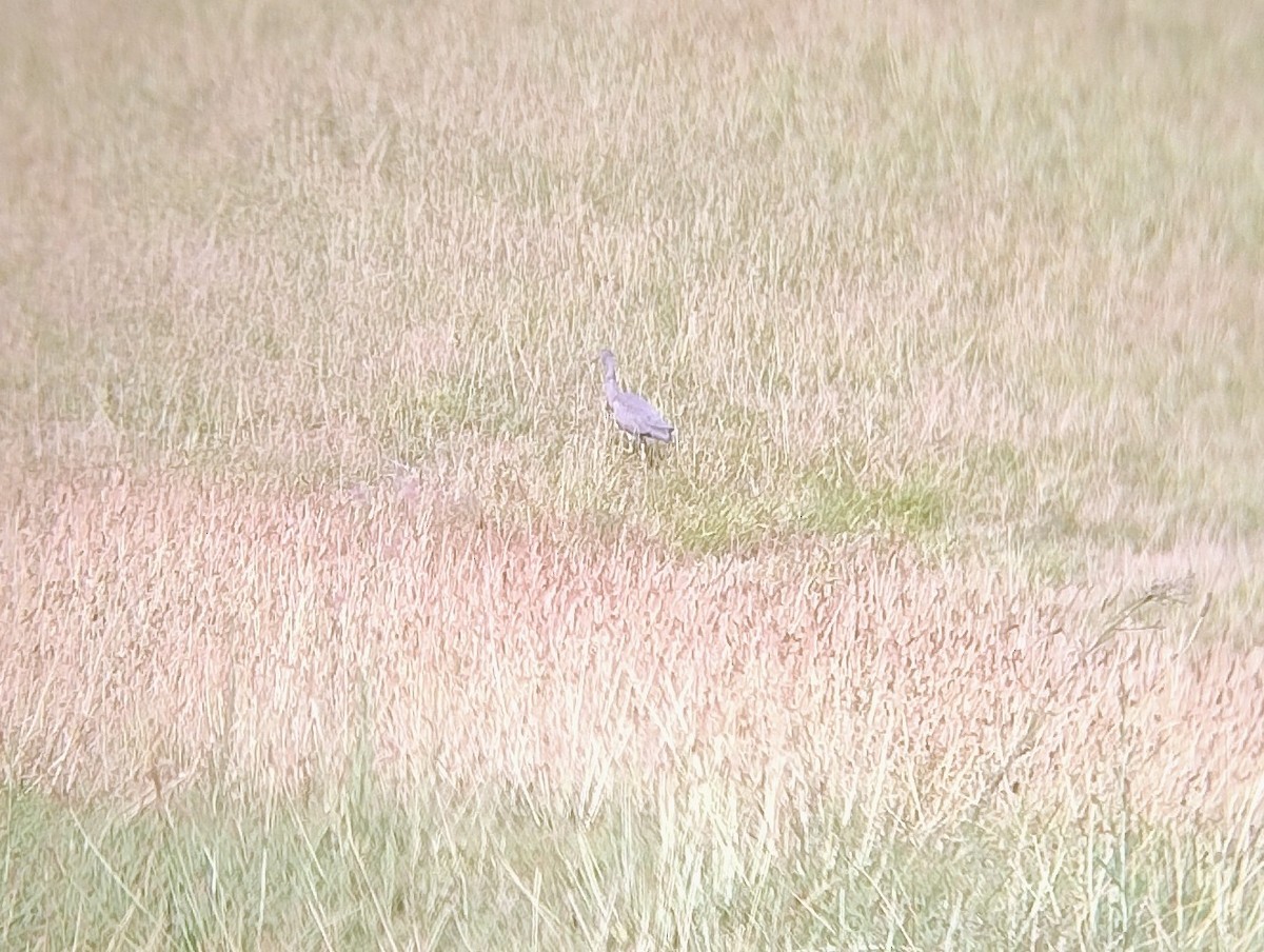 White-faced Heron - ML646140890