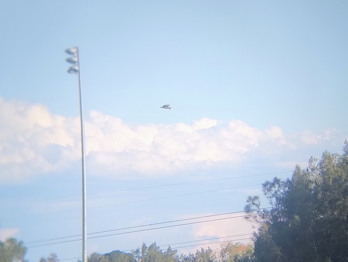 White-faced Heron - ML646140891