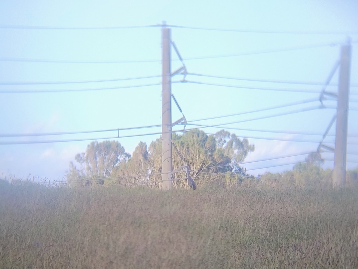 White-faced Heron - ML646140892