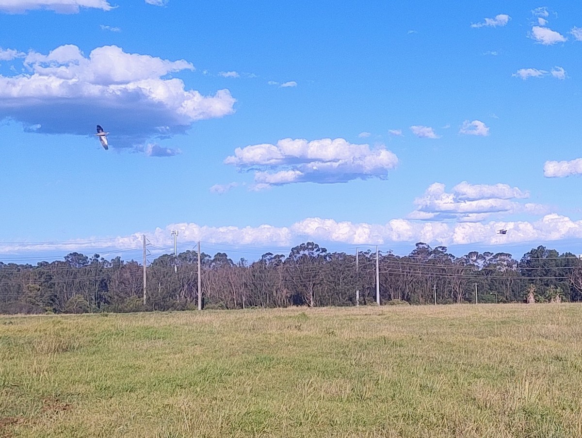 White-faced Heron - ML646140893