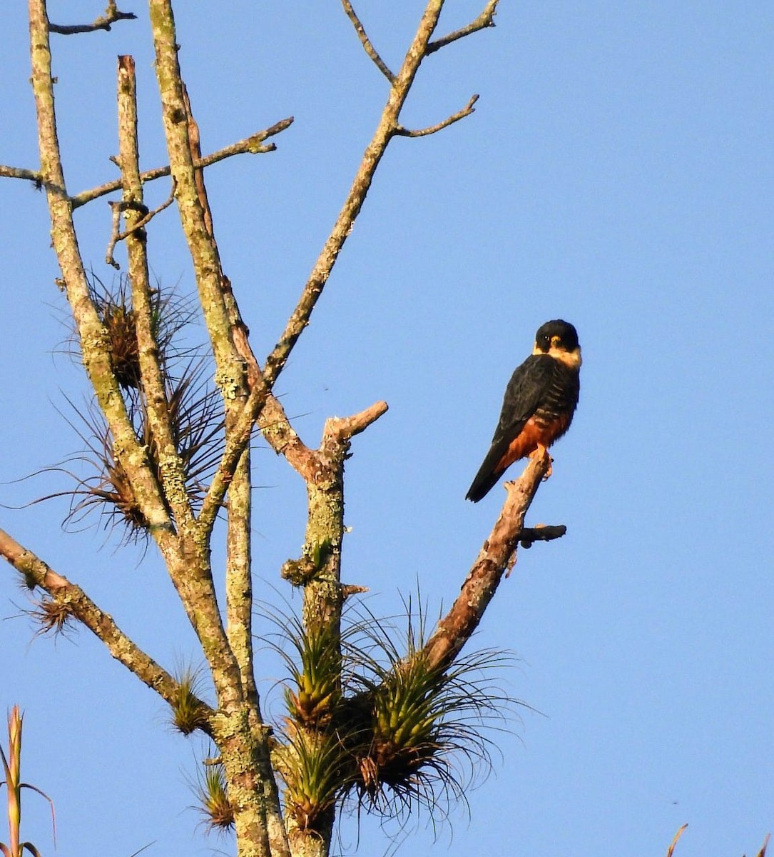 ostříž netopýří - ML646140894