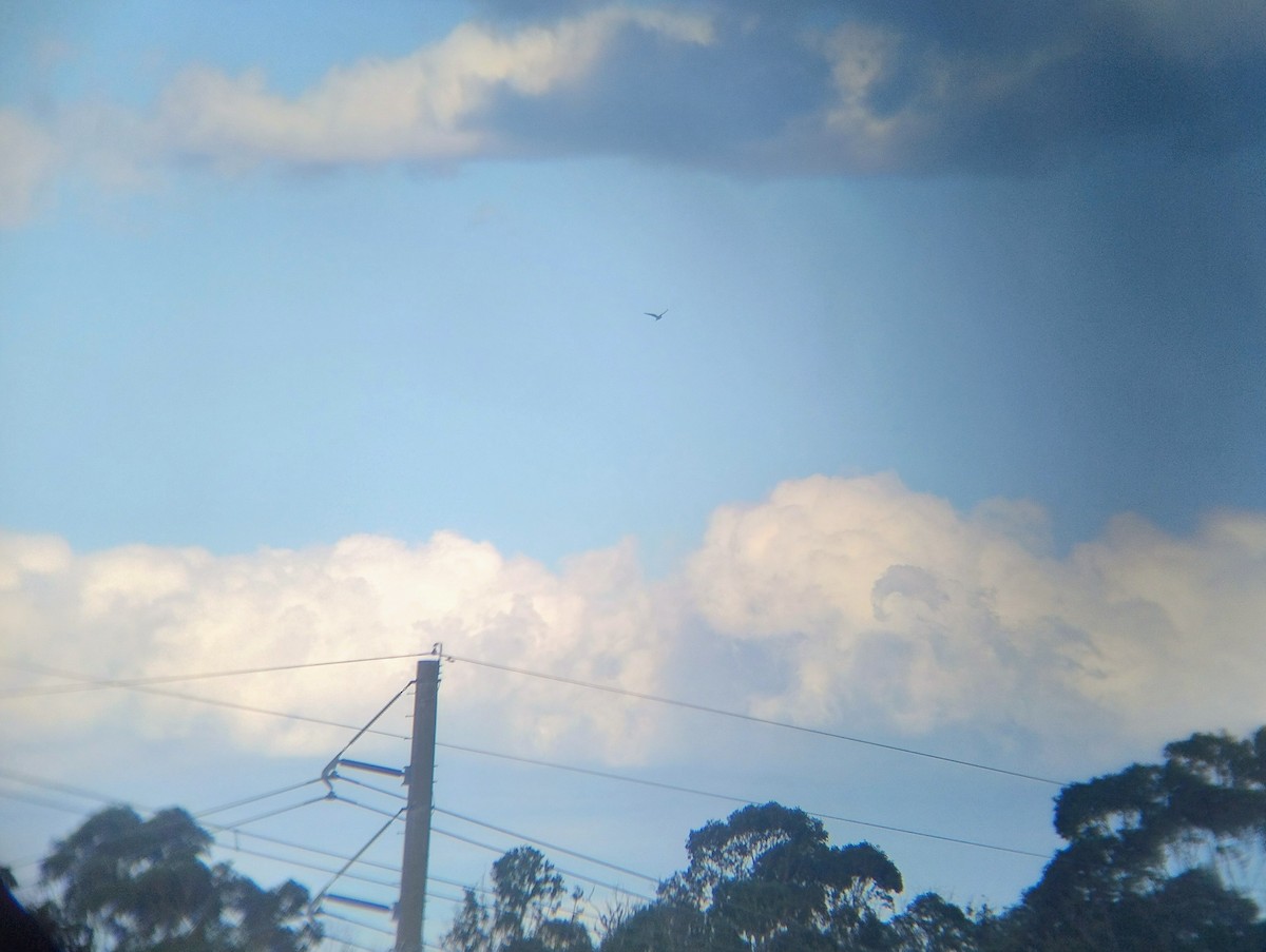 Black-shouldered Kite - ML646140898