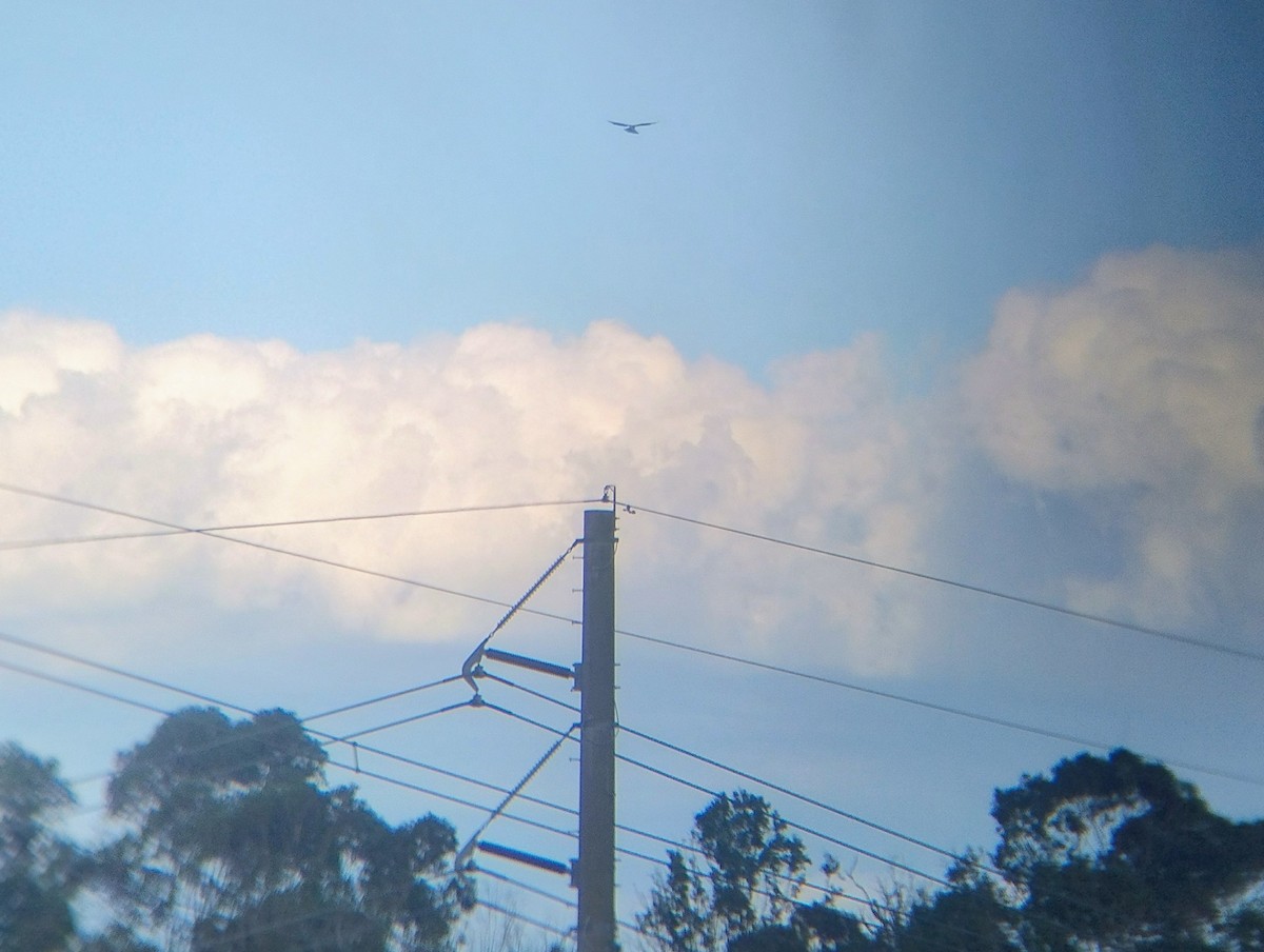 Black-shouldered Kite - ML646140899