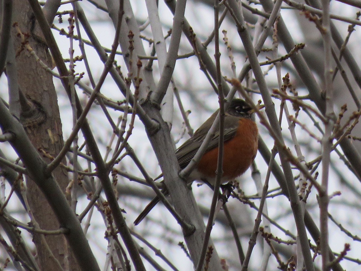 Wanderdrossel - ML646140903