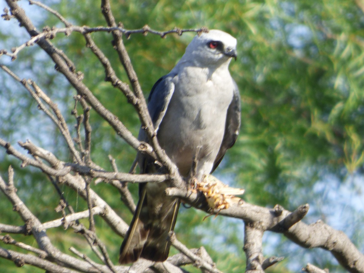 Mississippi Kite - ML646140904