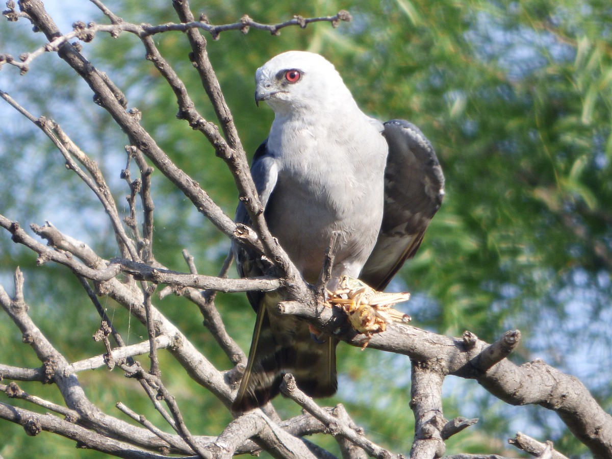 Mississippi Kite - ML646140905