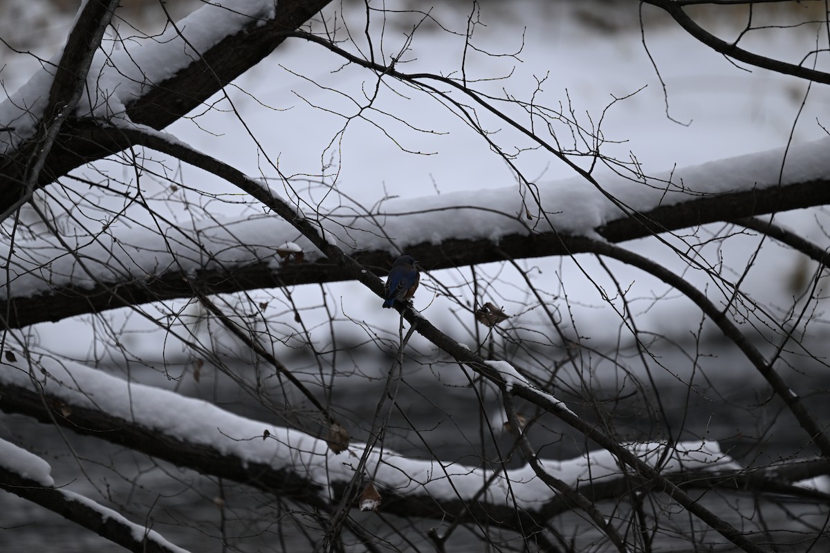 Eastern Bluebird - ML646140909