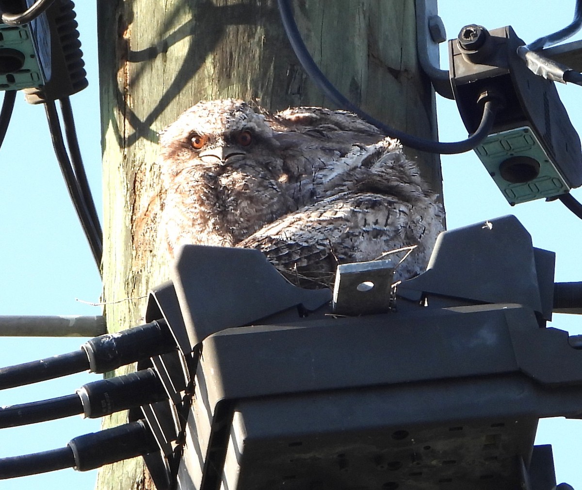 Tawny Frogmouth - ML646140912