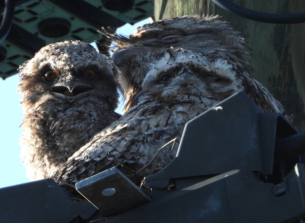 Tawny Frogmouth - ML646140913