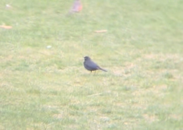 kanadatrupial - ML646140916