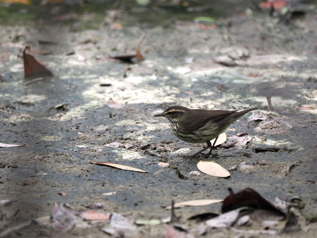 Northern Waterthrush - ML646140917