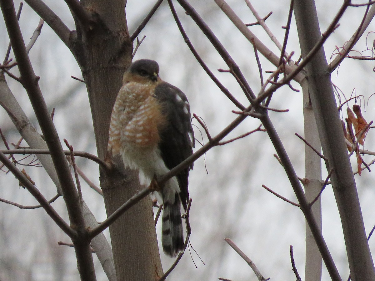 Eckschwanzsperber - ML646140918