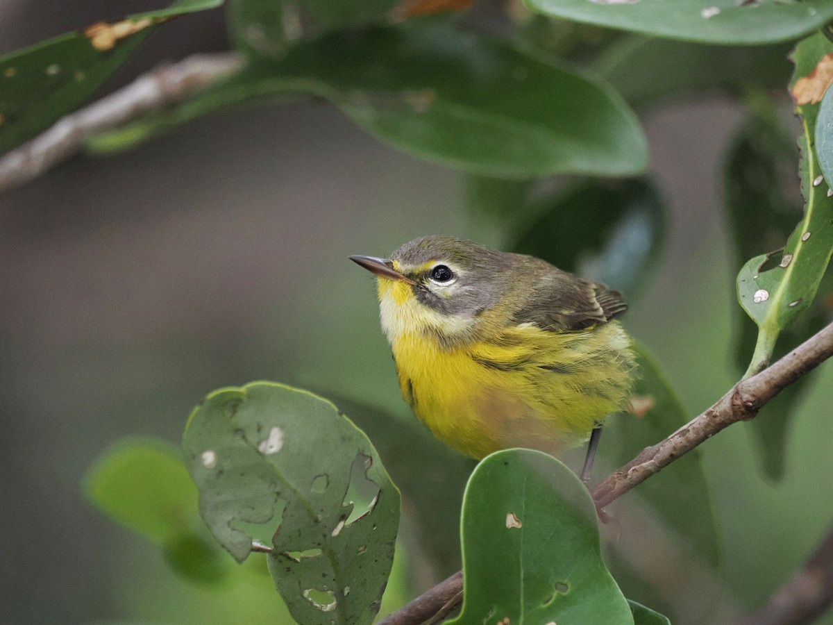 Prairie Warbler - ML646140923