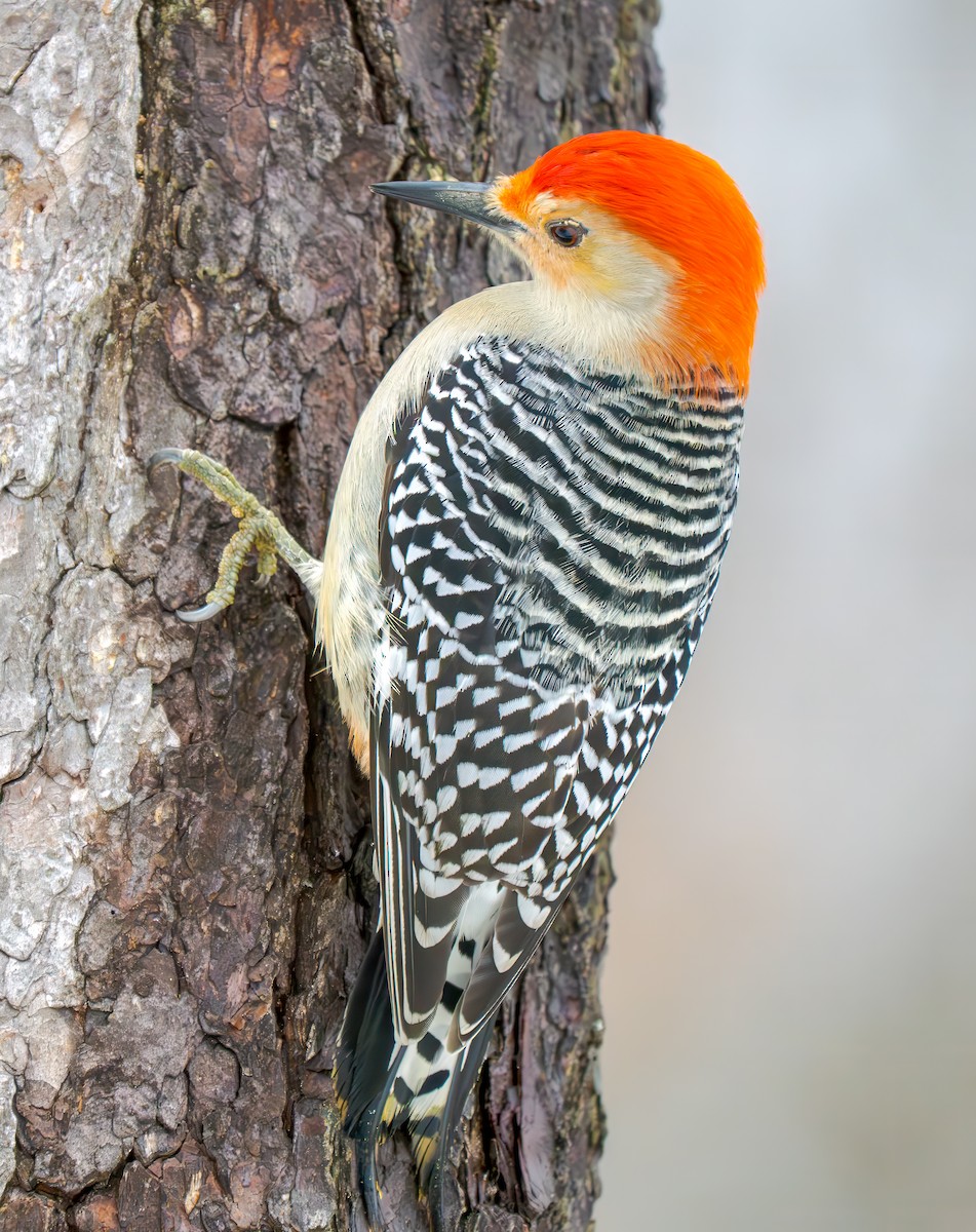 datel karolínský - ML646140926