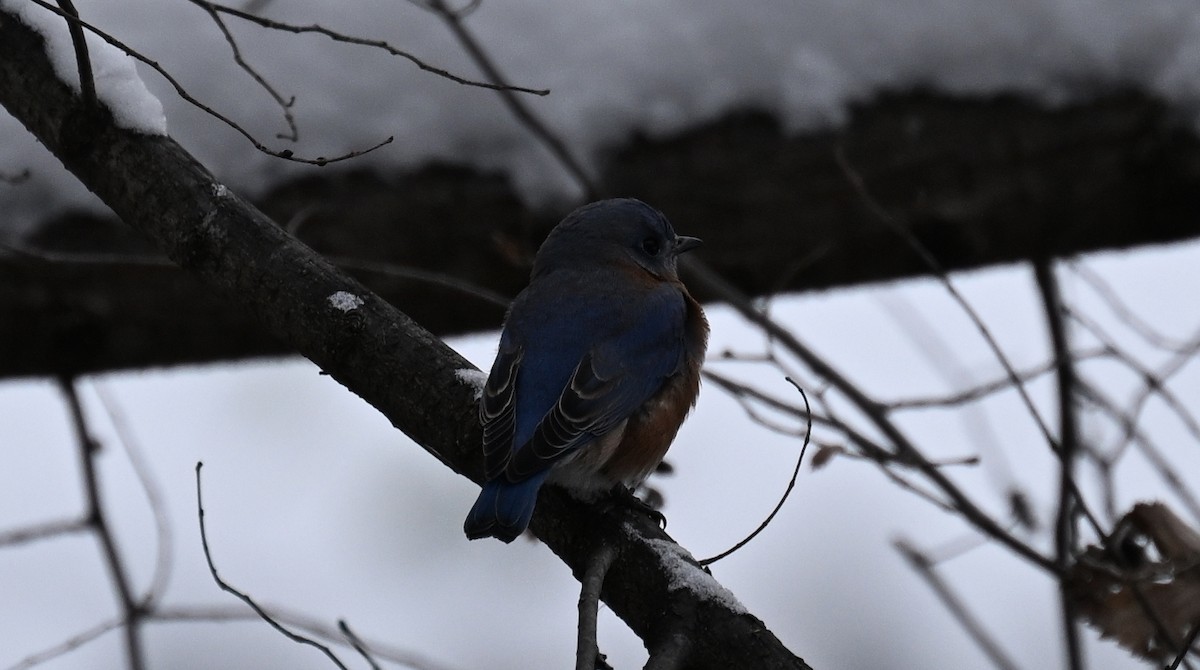 Eastern Bluebird - ML646140935