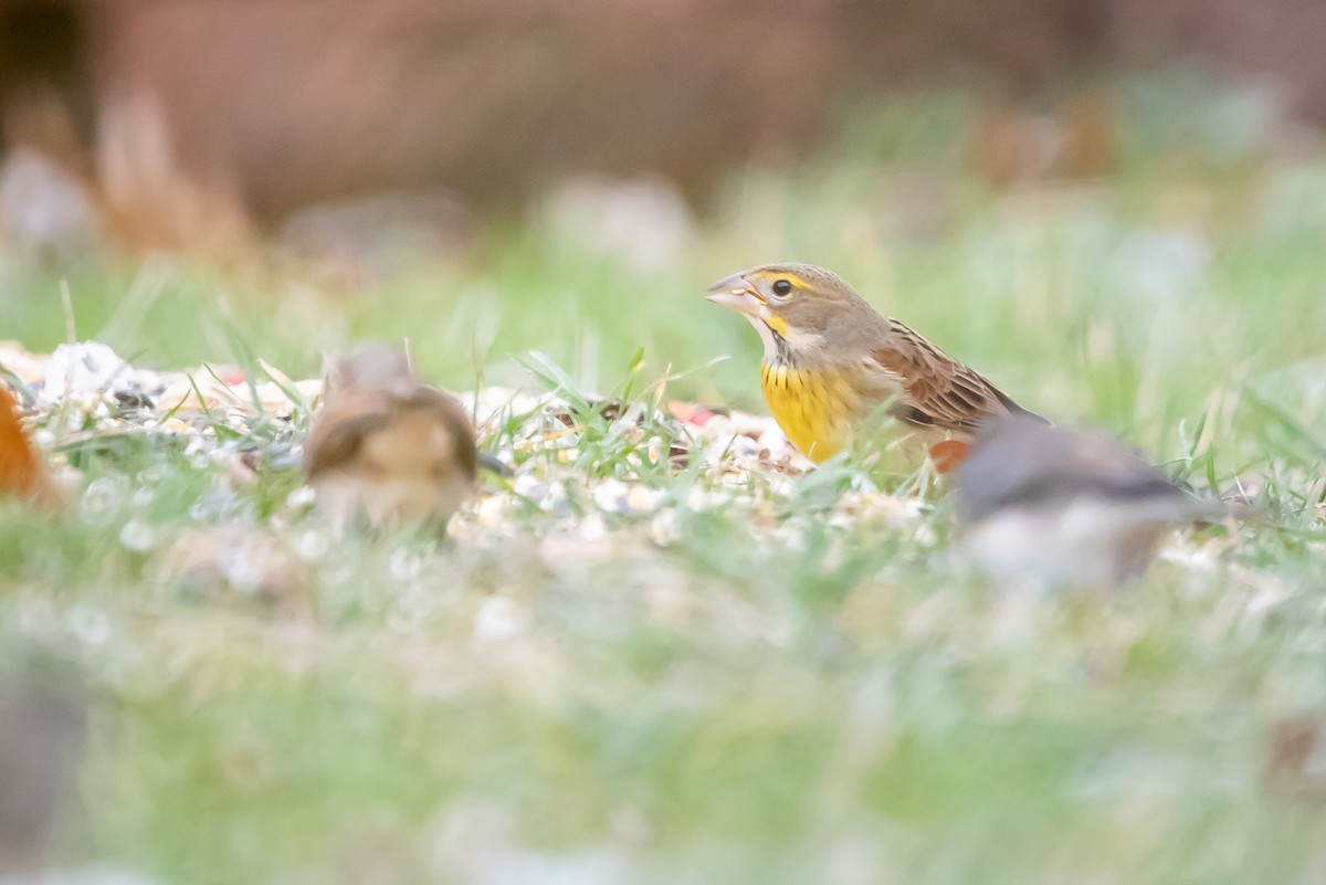 Dickcissel - ML646140936