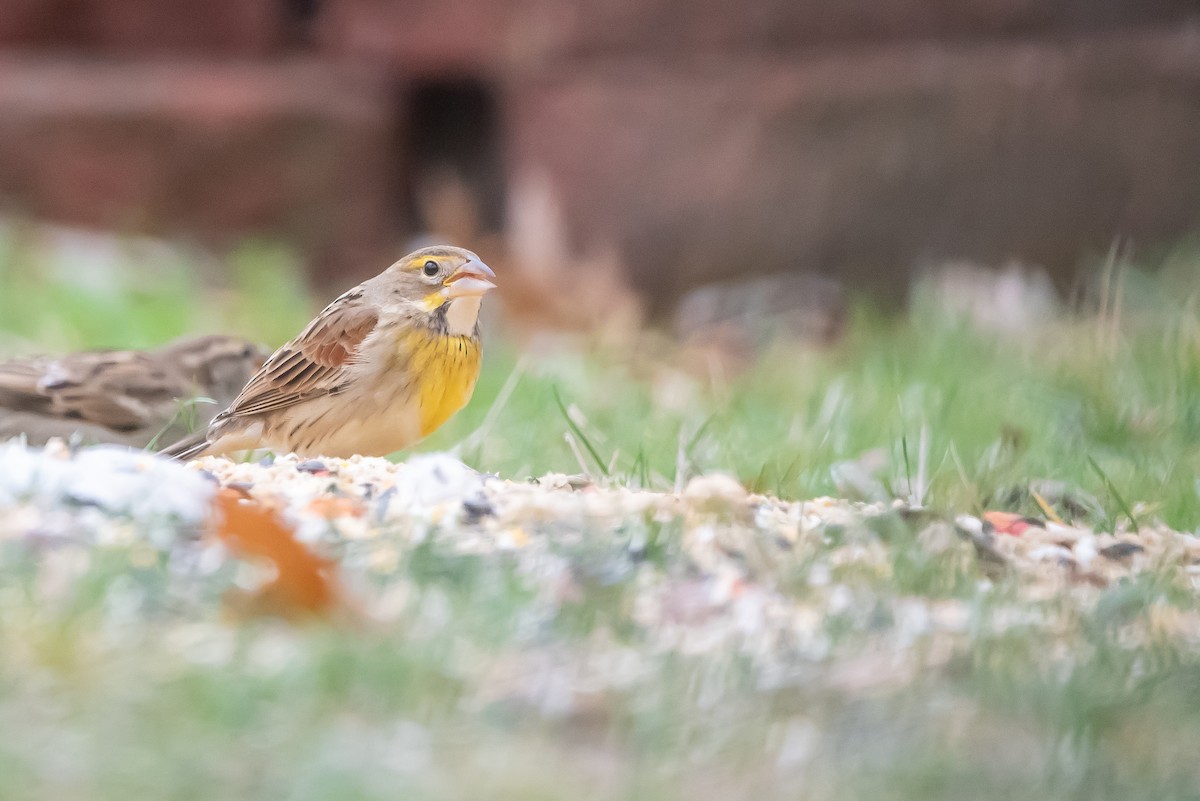 Dickcissel - ML646140937