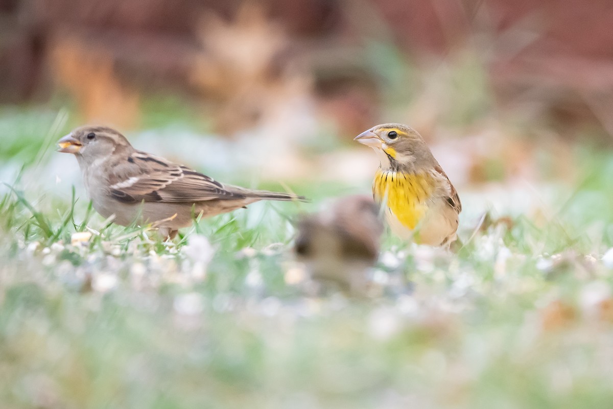 Dickcissel - ML646140938