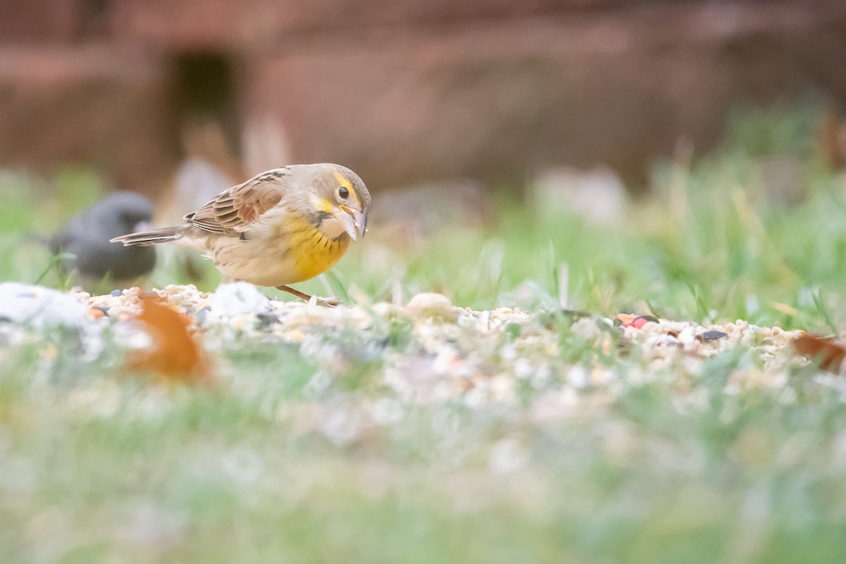 Dickcissel - ML646140939