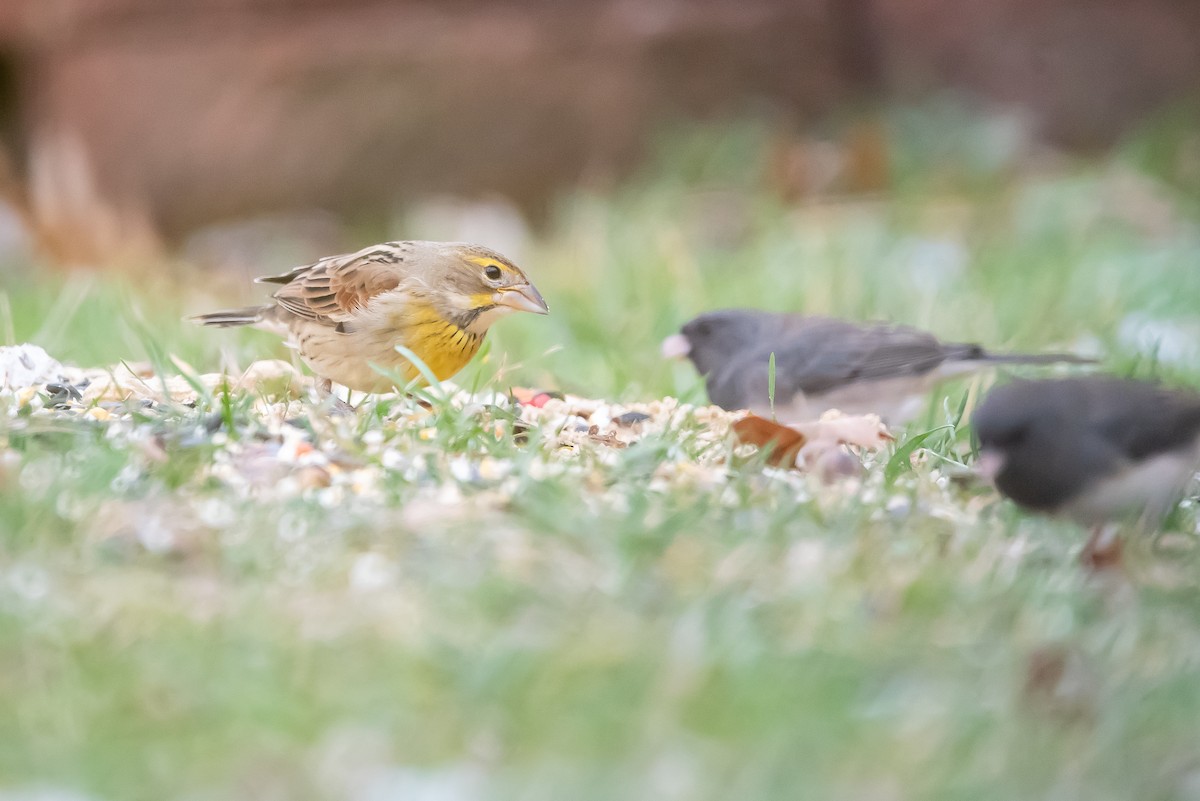 Dickcissel - ML646140940