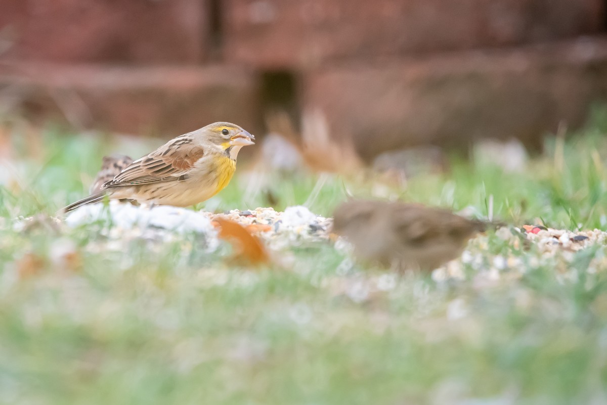 Dickcissel - ML646140941
