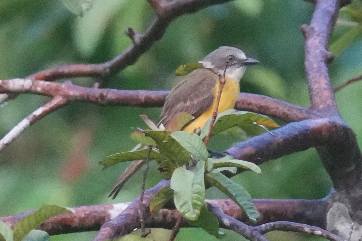 Gray-capped Flycatcher - ML646140942