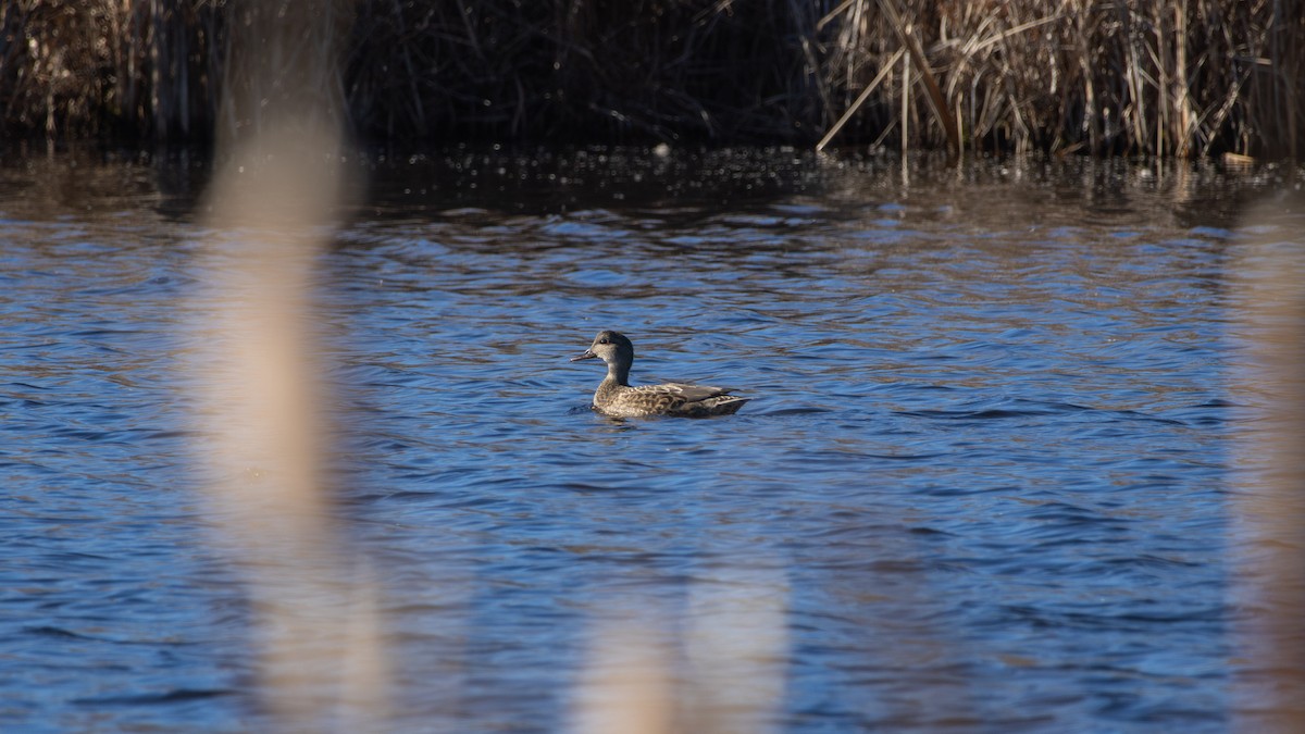 オカヨシガモ - ML646140943