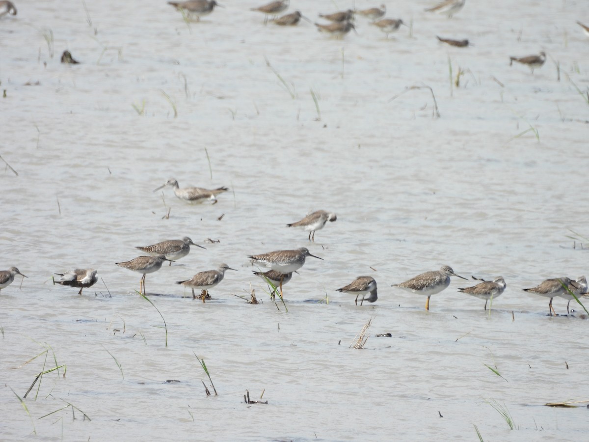 Greater Yellowlegs - ML646140946