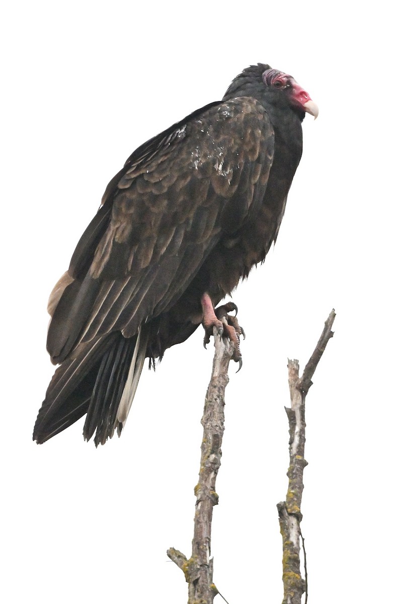 Turkey Vulture - ML646140948