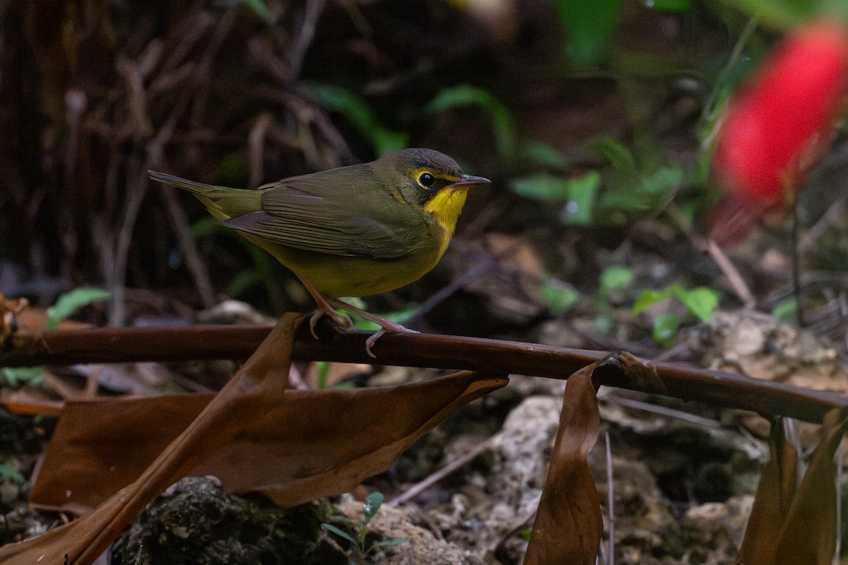 Kentucky Warbler - ML646140957