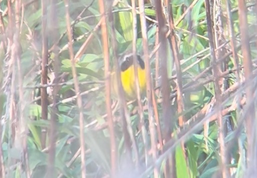 Common Yellowthroat - ML646140961