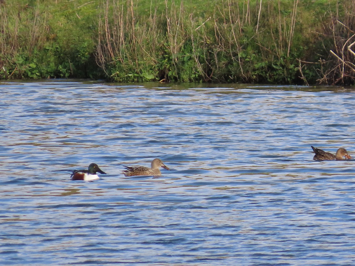 Northern Shoveler - ML646140966