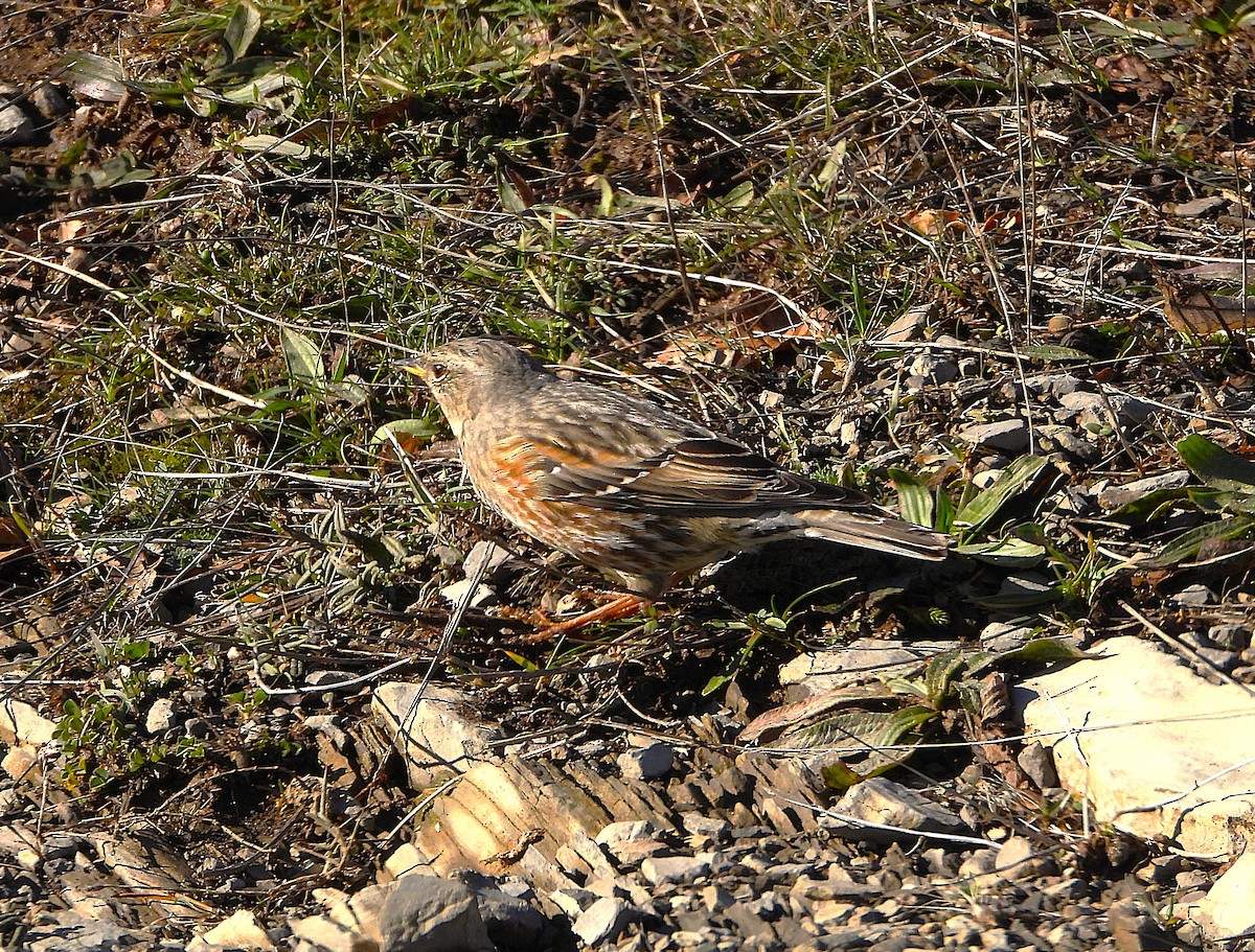 Alpine Accentor - ML646140968