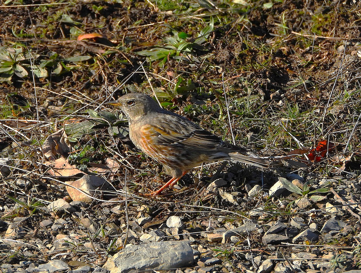 Alpine Accentor - ML646140969