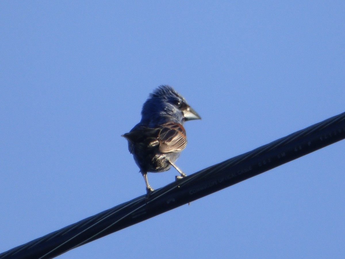 blåtykknebb - ML646140971