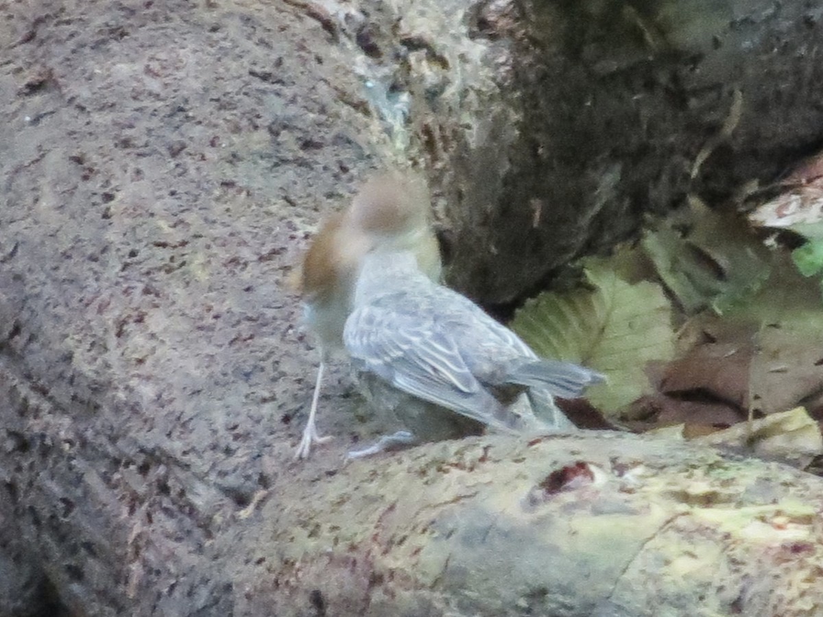 viriskogtrost - ML646140972