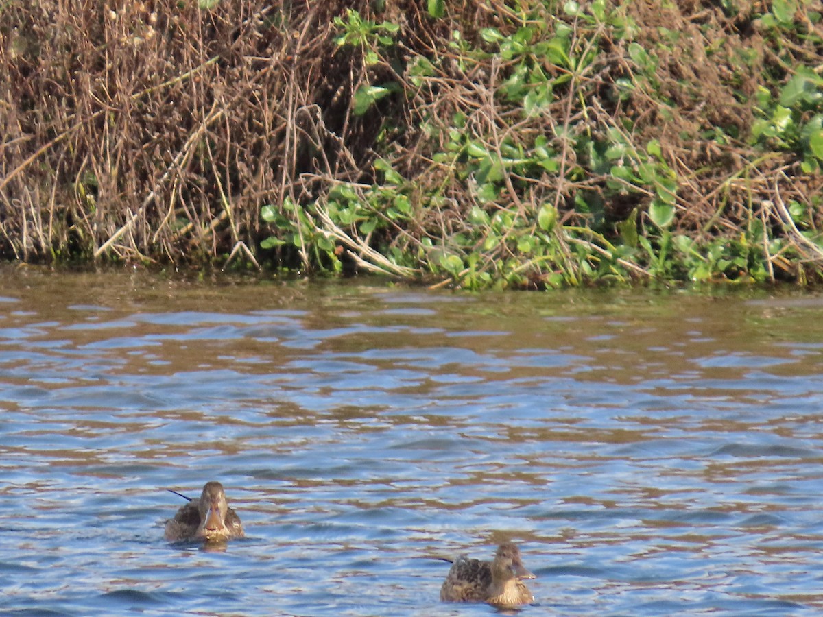 Northern Shoveler - ML646140973
