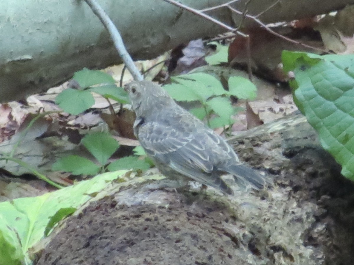 שחרורית חומת-ראש - ML646140979