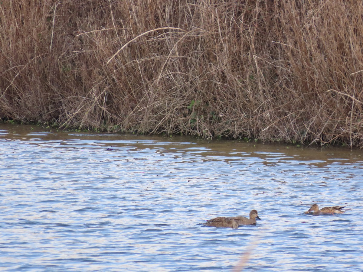 オカヨシガモ - ML646140994