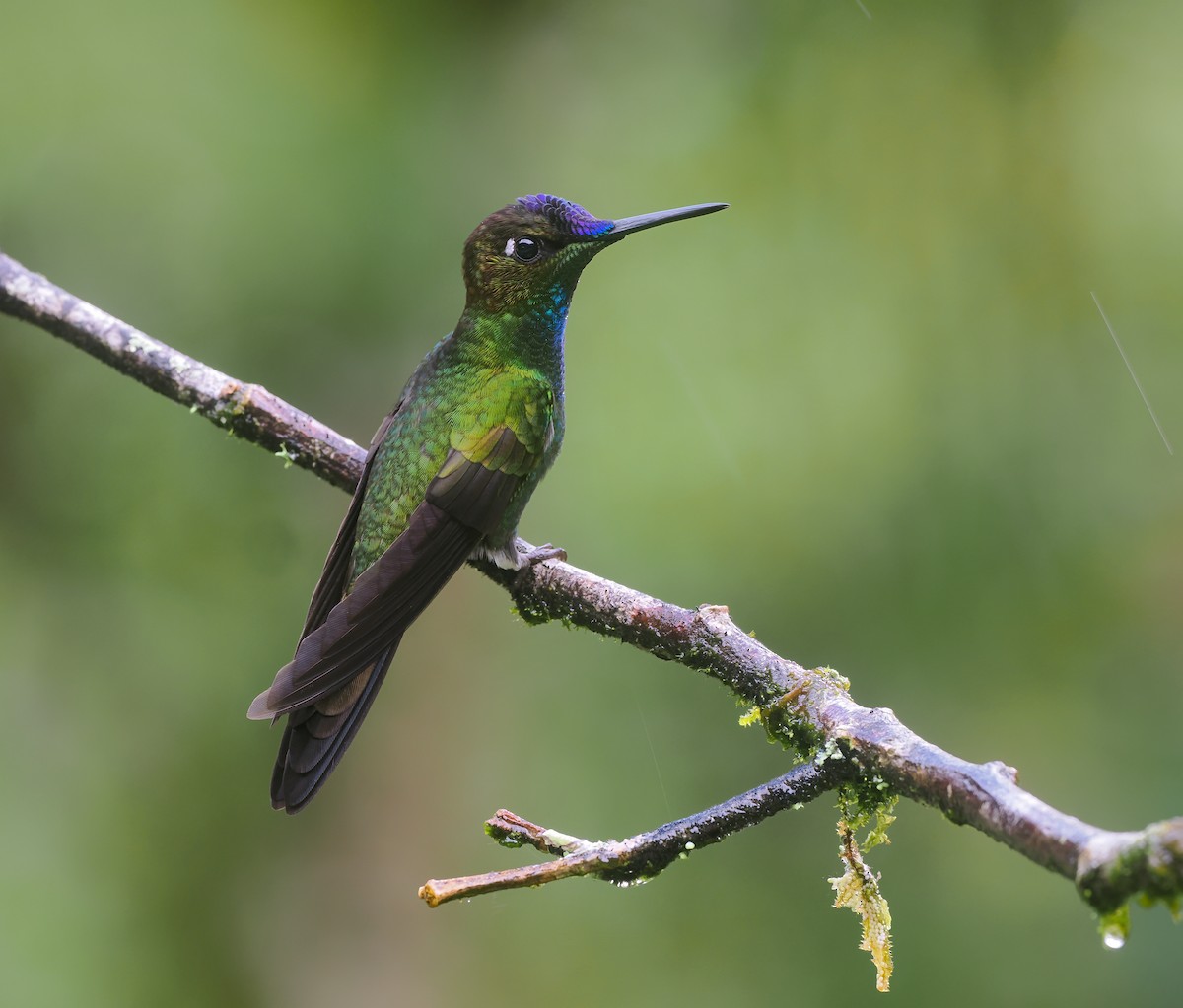 Violet-fronted Brilliant - ML646140996