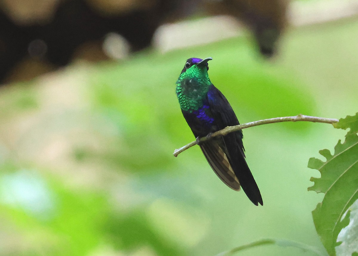 Crowned Woodnymph - ML646140997