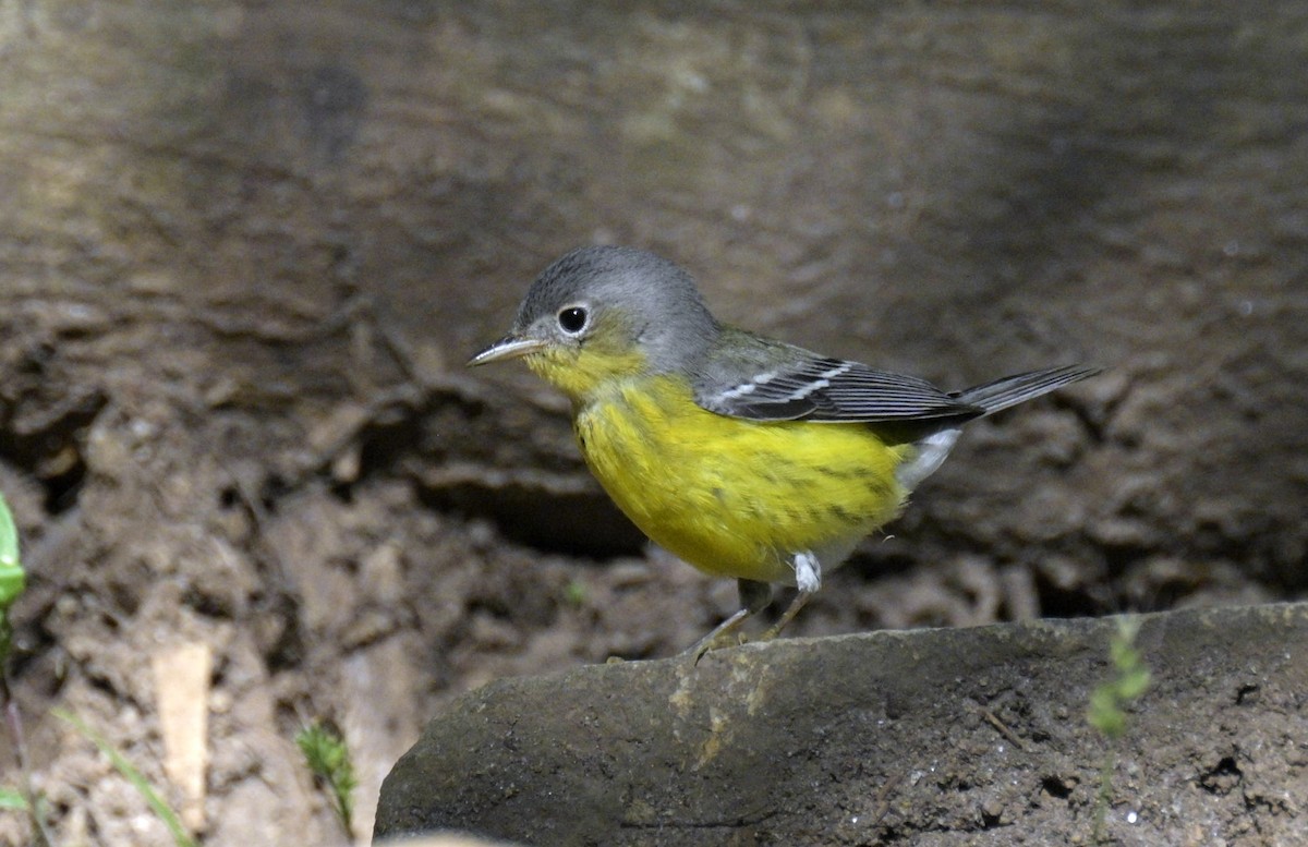 Magnolia Warbler - ML646141003