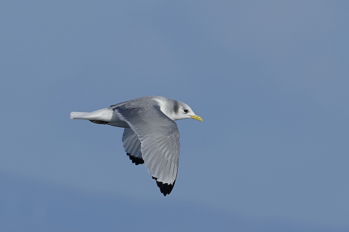 Black-legged Kittiwake - ML646141004