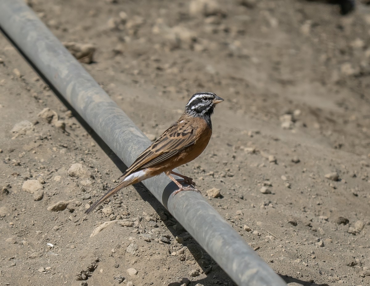 Cinnamon-breasted Bunting - ML646141005